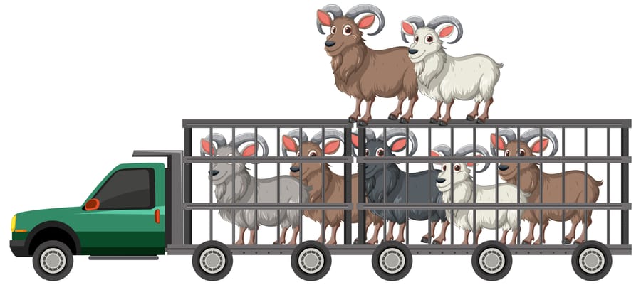 Livestock Transport